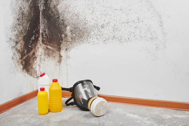 Best Commercial Mold Removal  in Kendall West, FL