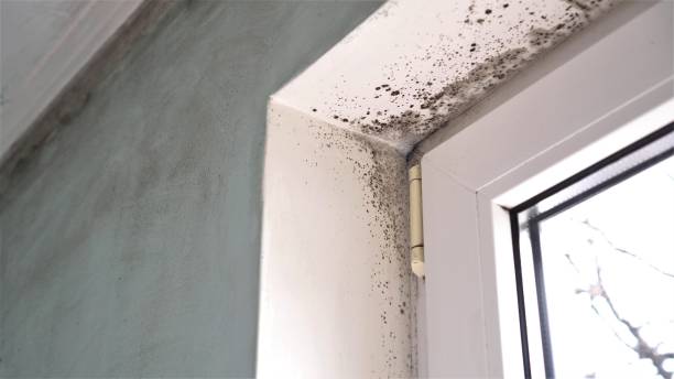 Best Attic Mold Removal  in Kendall West, FL