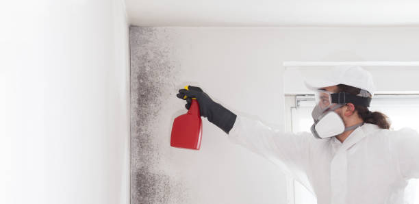 Best Mold Damage Repair  in Kendall West, FL