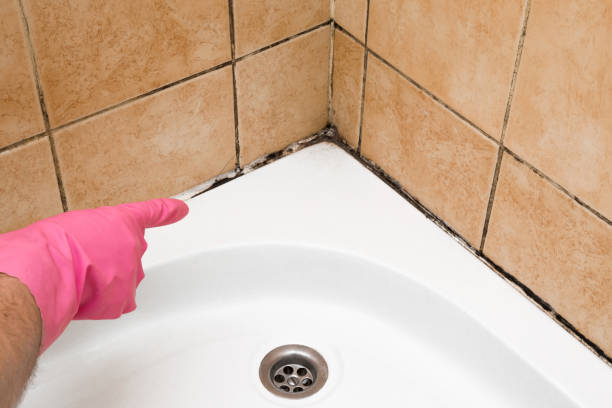 Best Same-Day Mold Removal  in Kendall West, FL